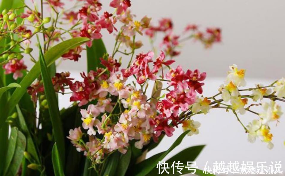 花期|4种香水花，开花漂亮、花期长，浇水就疯长，开花爆盆很容易