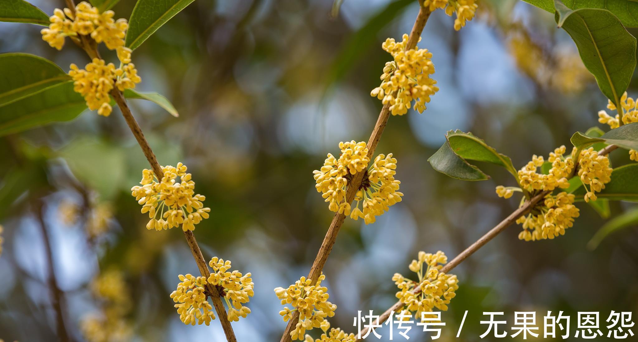 三角梅|进入秋天，10种花很喜欢磷酸二氢钾，早点喂饱，好处多多