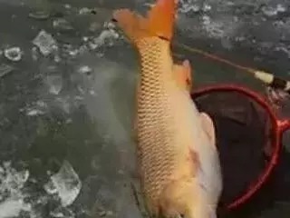 饵料|爆炸钩钓鲤鱼,一天十条大家伙绰绰有余,钓鱼钓到手发软