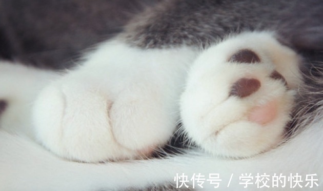 |大肥猫为了不剪指甲太搞笑,努力把自己缩成一只兔子,求主人放过