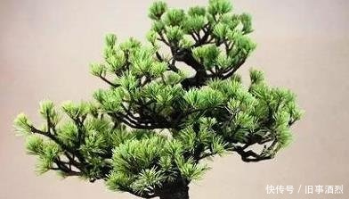 玩盆景心态不同,目的不同,则会出现不同的玩法!