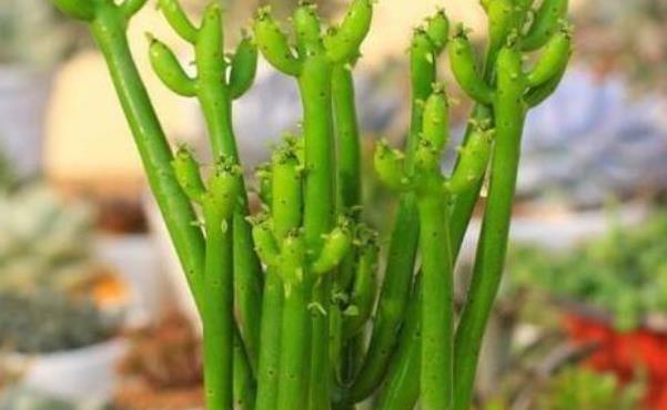 再美观也不能在家里养的3种花,不知你家有没有,尤其是第二种