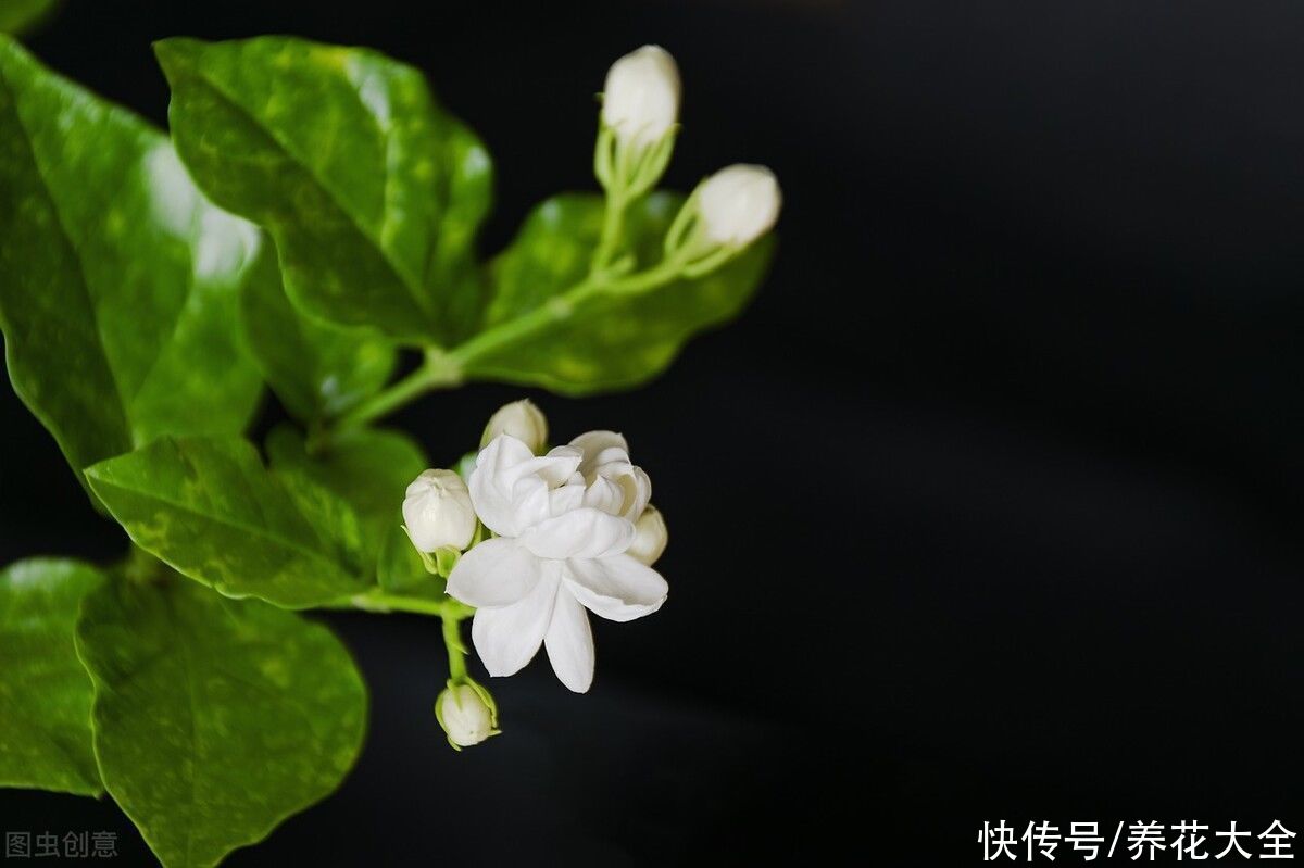 茉莉花|2种难养的花要注意，一不小心全挂掉，快来避坑