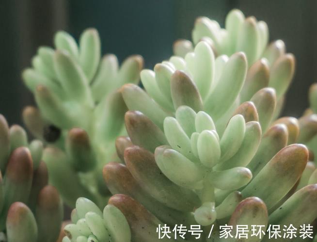 多肉植物|想让多肉植物快速变成“肉丸子”，记住一句口诀就可以，抓紧时间