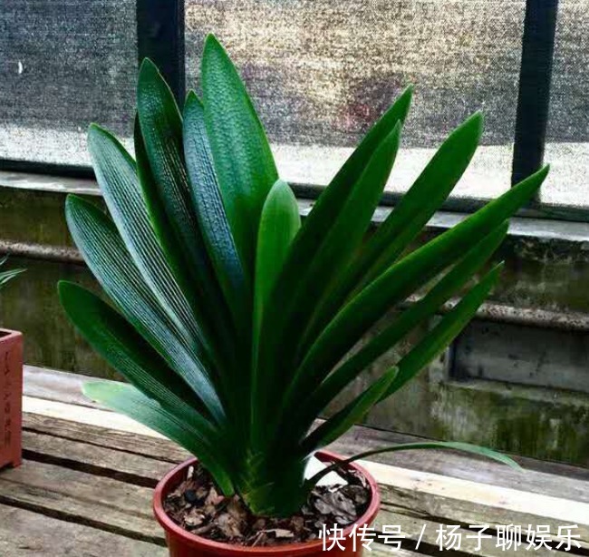 花友|想养君子兰，选对入手时间，直接生长，不用缓苗！