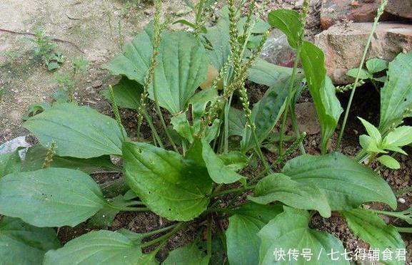 性关节炎|十人九腰疼,一宝煮水喝,腰不疼了,腿不酸了,早知早健康