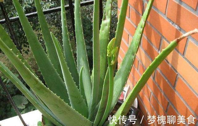 空气|卧室养花，就养几种“健康”花，空气清新促睡眠，一觉睡到大天亮