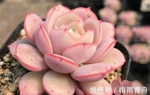 最像玫瑰花的8款多肉，小球玫瑰颜值最高，山地玫瑰最好养