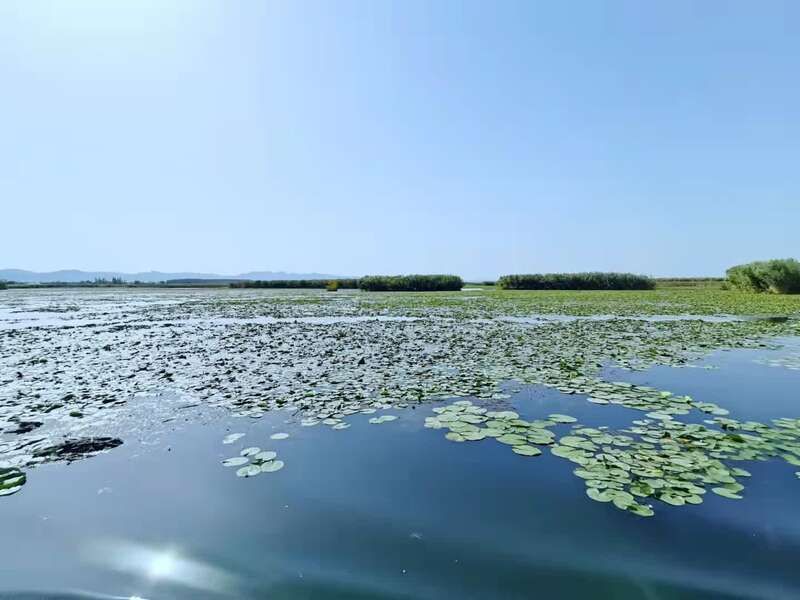 国家全域旅游示范区|拥有我国最大的野生睡莲群，南疆明珠博斯腾湖莲苇相映成景