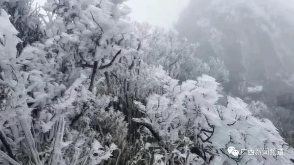 大明山|南宁大明山出现大面积雾凇景观 出行前需先预约购票