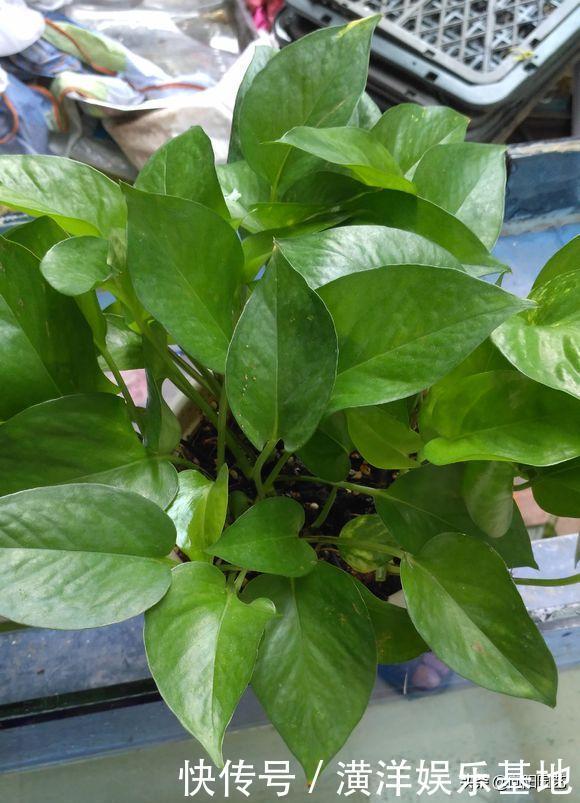 2种小药片,丢进水里用来浇花,土壤两年不板结,开花多长的旺