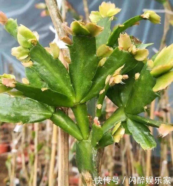 有机肥|让蟹爪兰多开花现在就得“多出芽”,教你做“3步”,能开100朵