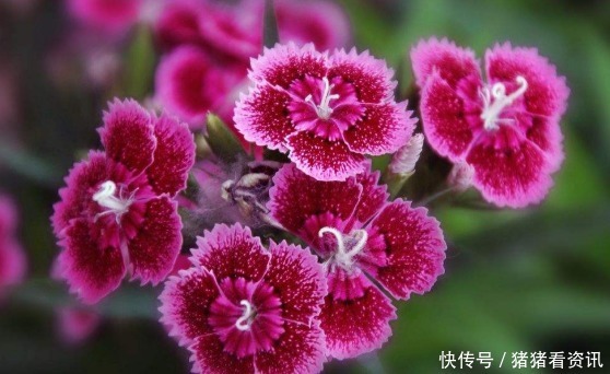 4种花草界“开花王”,沾土就活,新手也能轻松养爆盆,绚丽夺目
