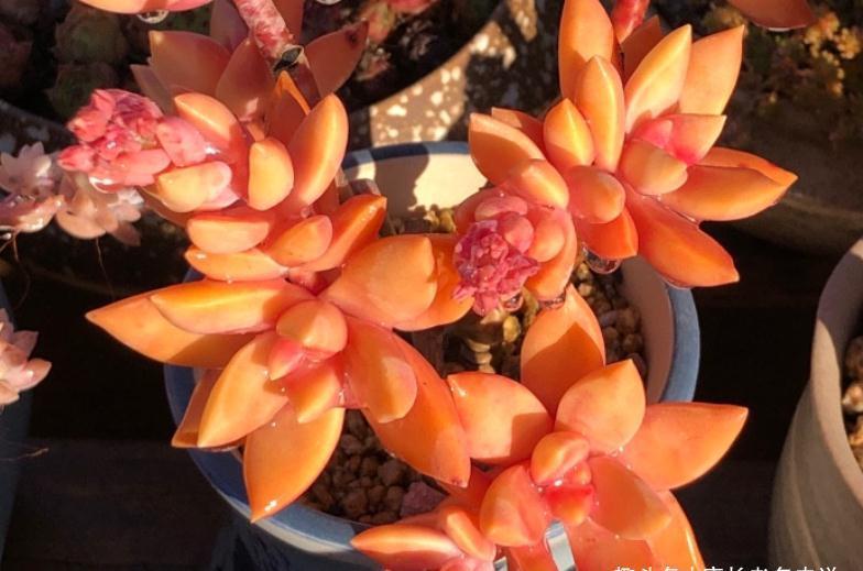 多肉黄丽和布丁本是同根生,奈何一个已无人问津,一个则深得民心