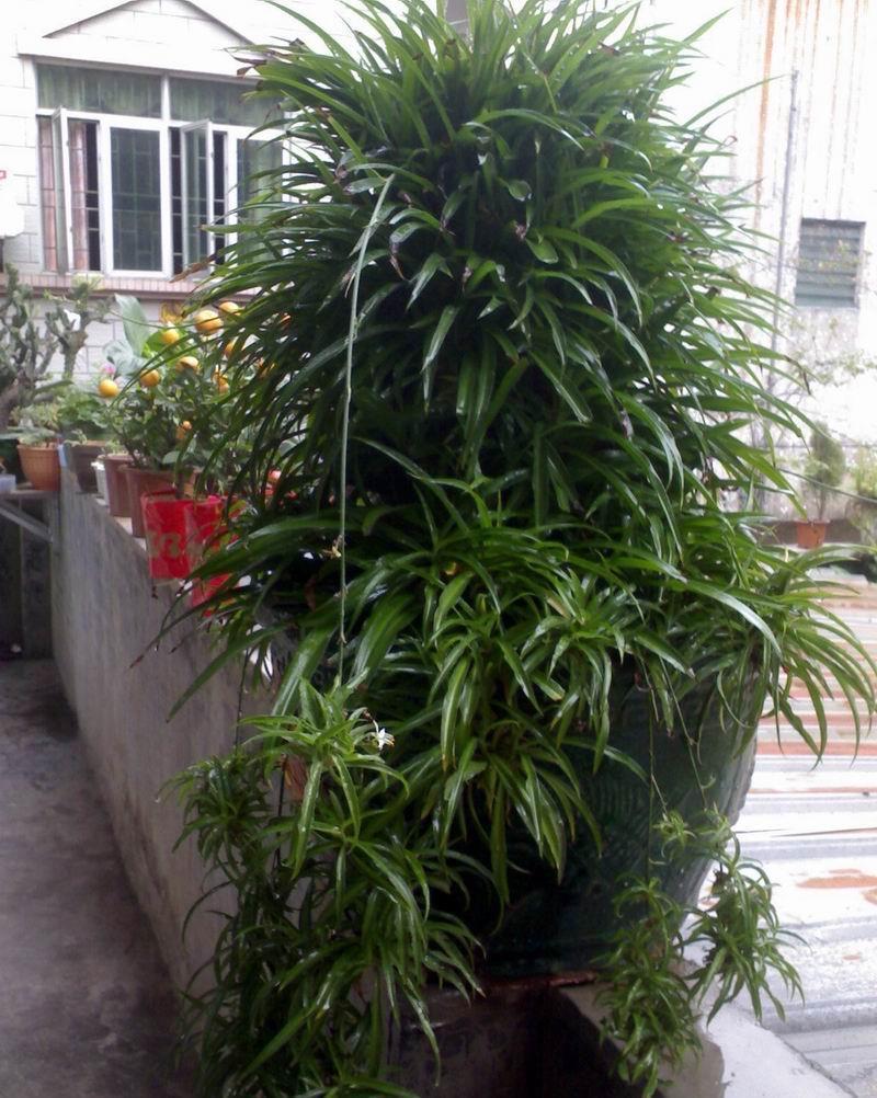 绿油油|养好吊兰的3个小技巧，叶子越长越多，春夏秋冬都绿油油的好看