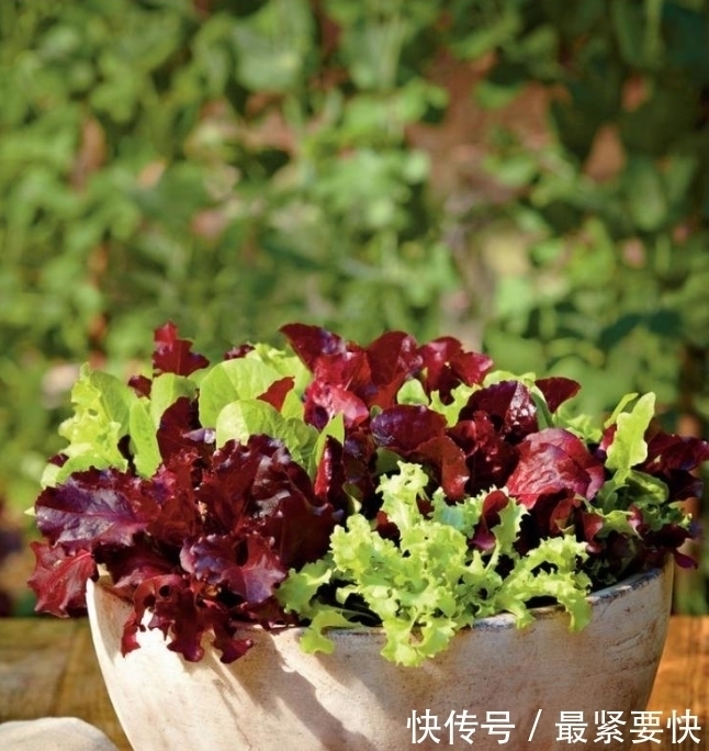 任何容器都能用来做花盆,请收好这30种美丽的花盆搭配设计