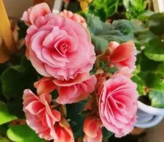 庭院选这几款花,花姿妖娆,惊艳如花球,美翻了