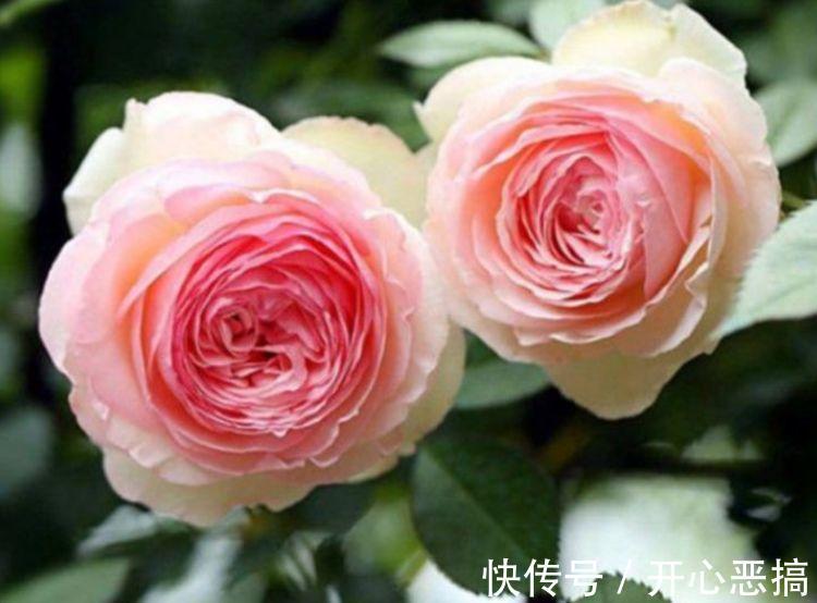 4种花自带财运,家里养一盆,开花就爆盆,不易生病好养护