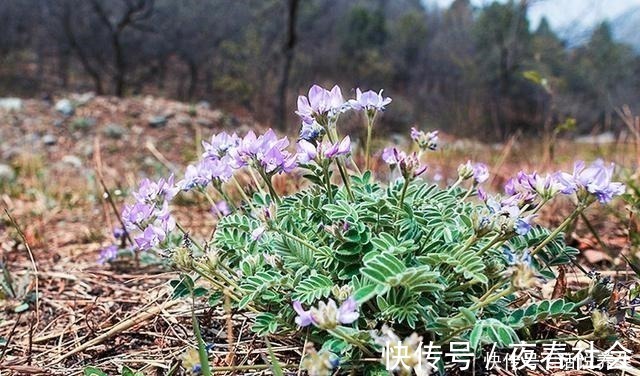 农村|人称“小米口袋”根似人参,乡下小孩都吃过,如今却少人识