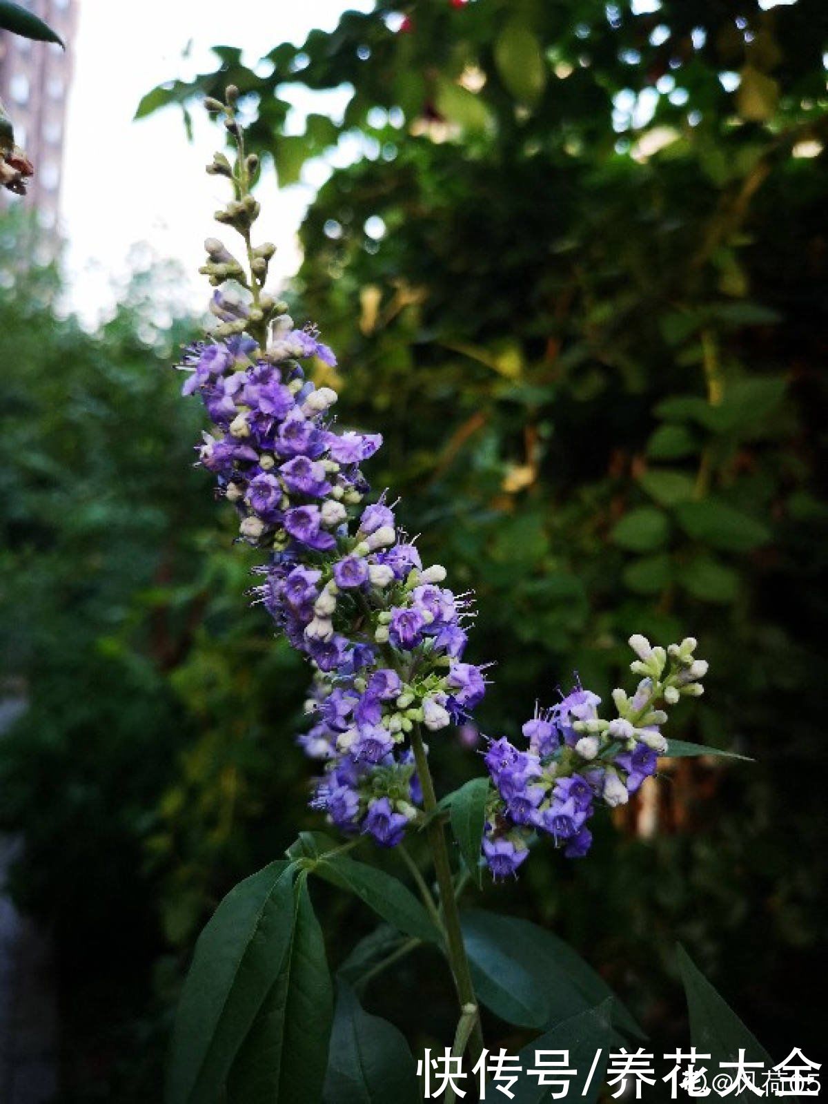 夏天|失眠多梦真头疼，养这3种花，带你安心入眠没烦恼