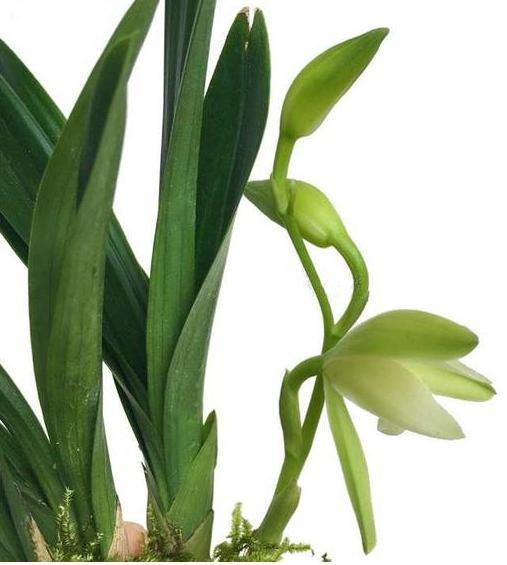 被誉为矮种至尊之王的矮种兰花，花瓣素雅，花叶挺拔，性价比极高