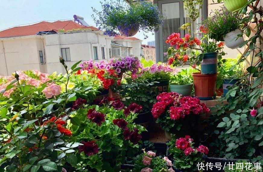 家养3种花,让它们“交接班”,一年开花365天,阳台变花海