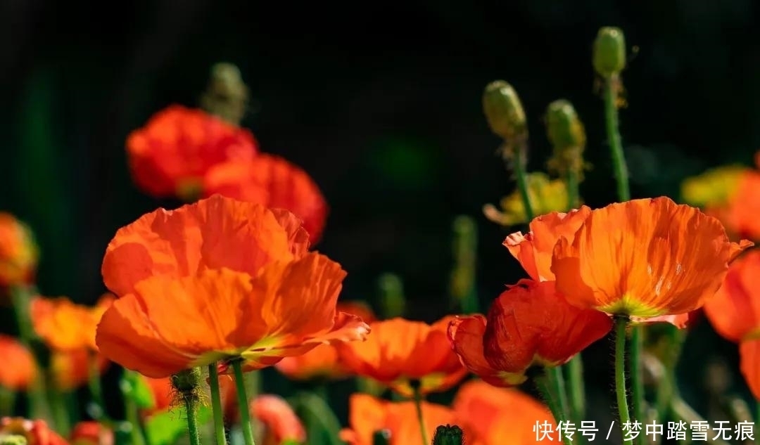 室内不适合养的6大花卉,养花要注意啦