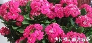 不要再扔掉这个东西了,往花盆里加一个花就多了,叶子绿了,比花强10倍