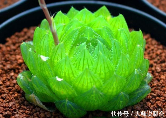 观音莲|3种最精美绿色多肉,要求低好养护,比工艺品还漂亮,最适合新手