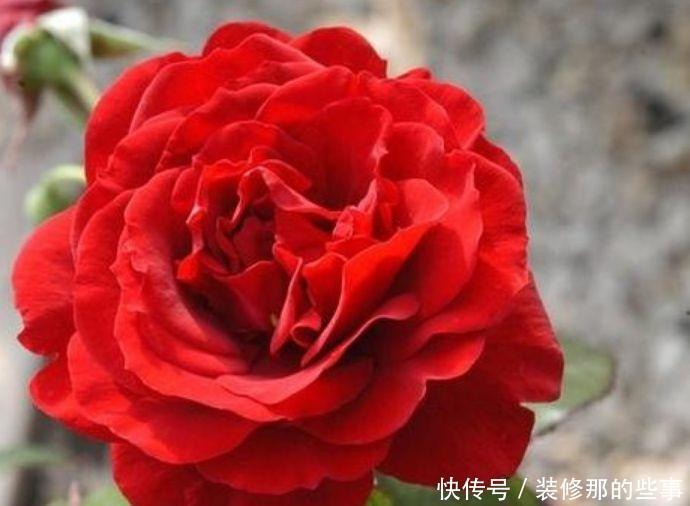 家养几款花卉，不易生病好养护，花大色艳胜玫瑰，开花就爆盆