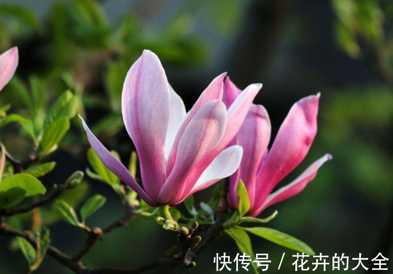 茉莉花|农历十月初三立冬后，养什么花？家里养3种花，福星高照福运绵绵