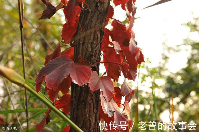 君子|《诗经》欣赏 周南 樛木