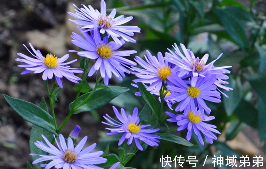 3种原本长在山间的野花,如今已成常见盆栽,有1种经常被误认