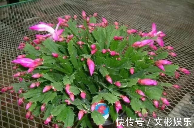 蟹爪兰开花有窍门,学会3个小招,花开不断,爆盆很简单!