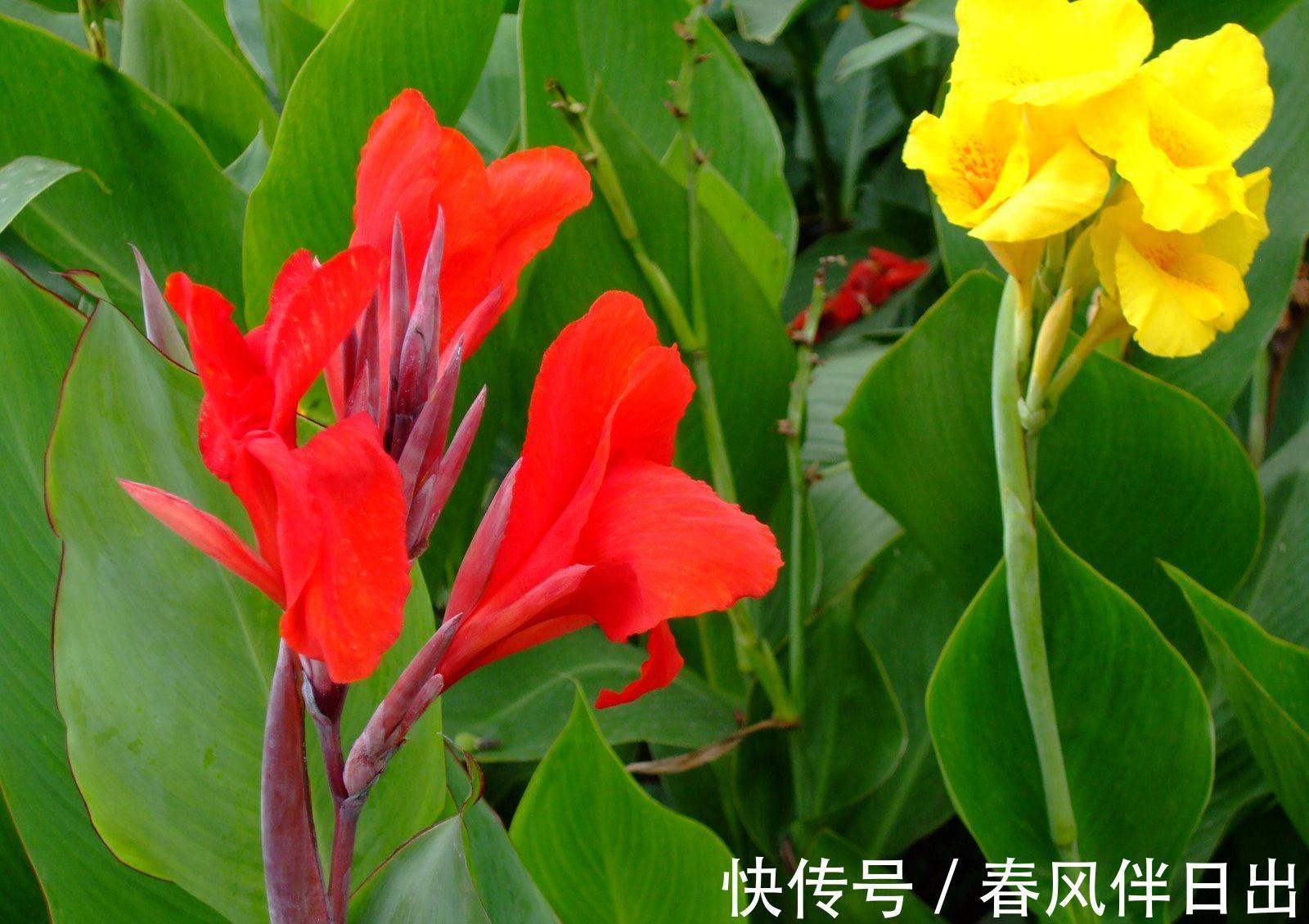 养花试试这几款，开花量多，枝条上满满的都是花朵