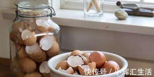 想要植物开花多,花色艳,2种垃圾扔盆里,效果十分显著