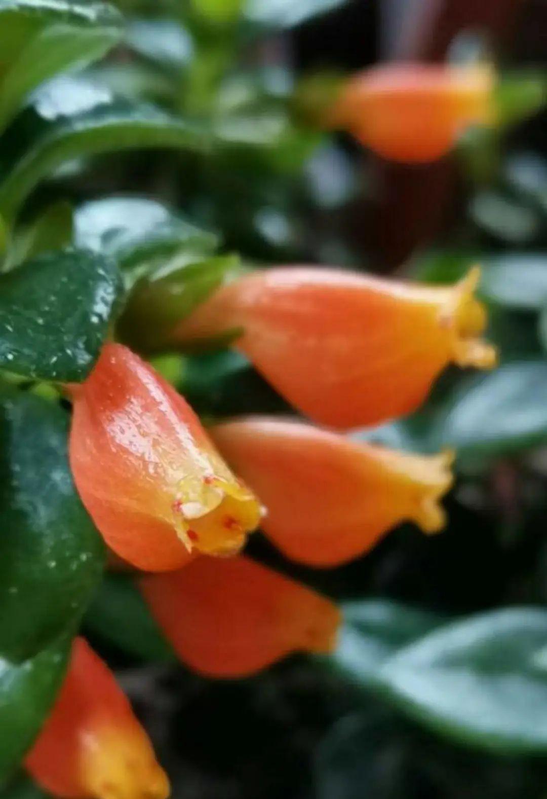 这几种花，要是秋天不扦插，错过就等1年