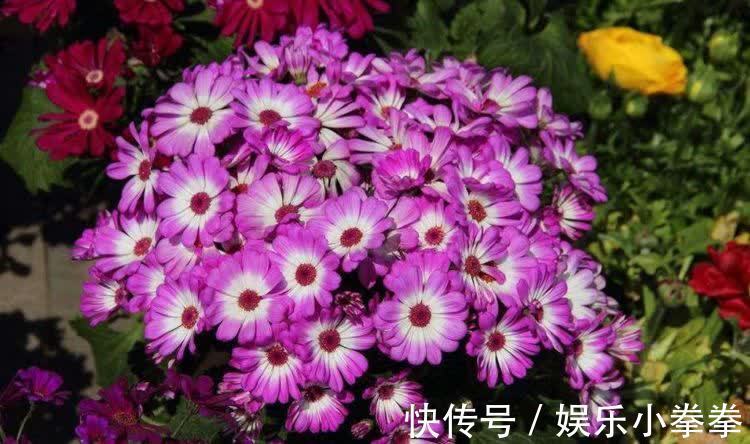 花卉|开春种下几种花，养俩月就能开爆花，轻松开出花海