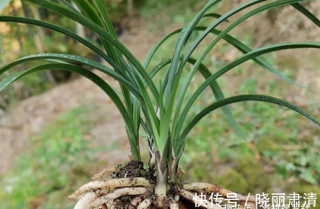 立冬以后兰花不能浇水,这个观点害惨了兰友,春兰蕙兰花苞都没了