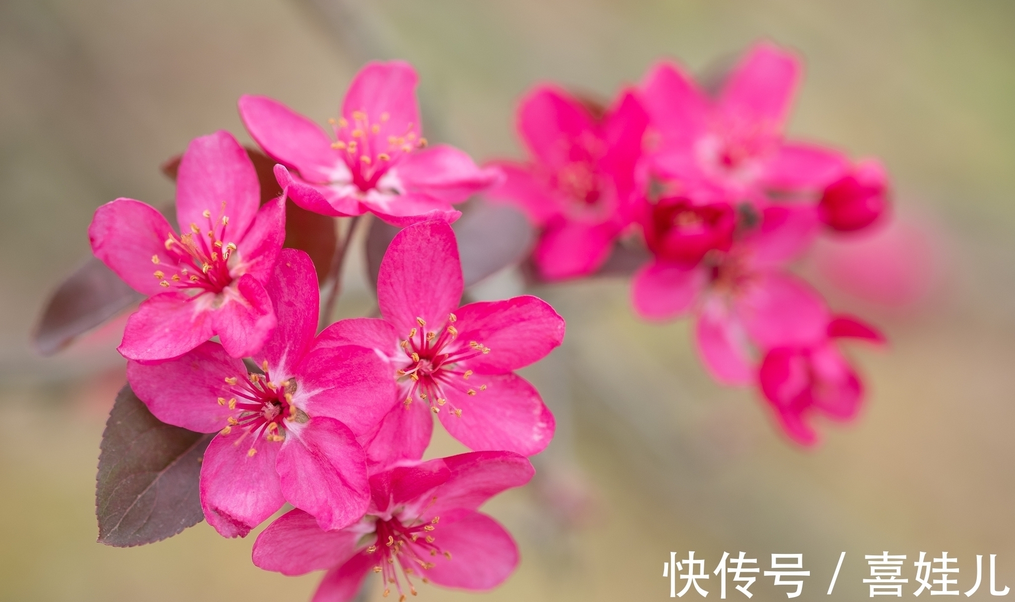 史铁生$万卷书里,阅尽人间春秋色;生花笔下,心湖绽放青白莲