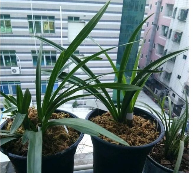 很多人说兰花难养,其实主要还是花友们不懂得一些”诊断“的方法