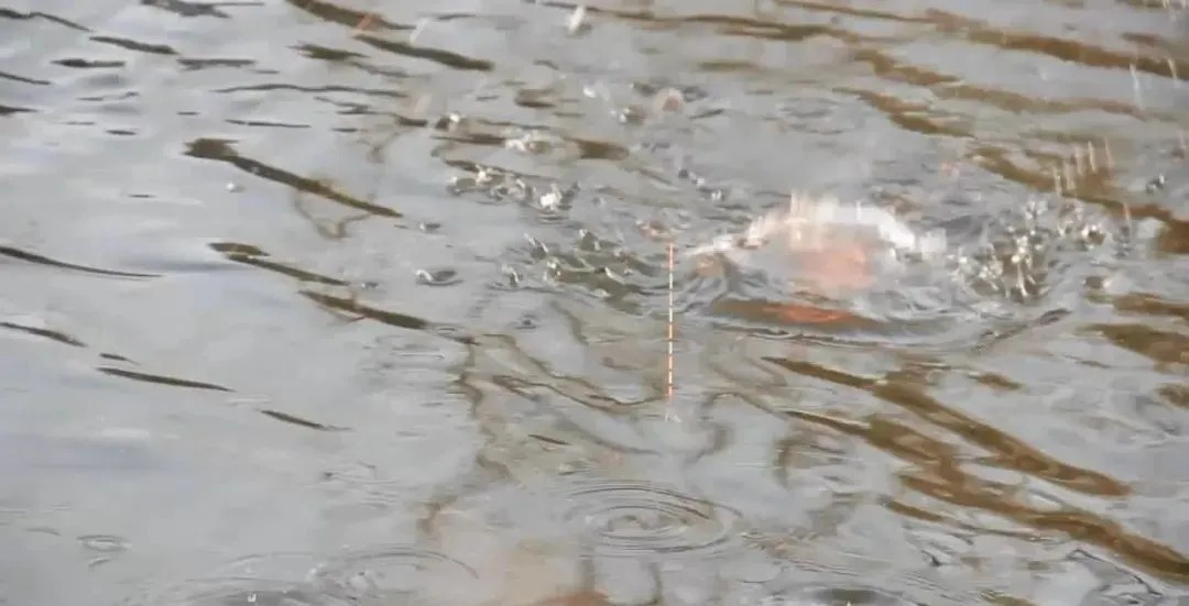 秋季钓鱼如何打一个“够劲”的窝?其实很简单,但很多钓手不去做