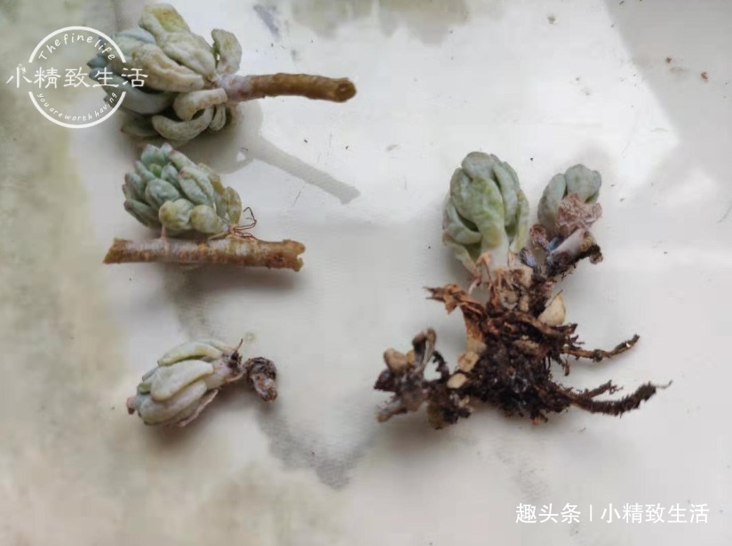 阳台|多肉阳台党度夏总结,收拾空盆,亡羊补牢,明年再战