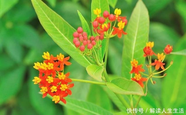 世界最毒的花有哪些十种最毒的花!