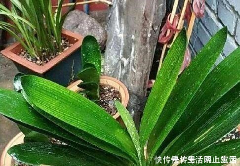 养花|大妈把吸管筷子插花盆,解决了养花人的“2大难题”,朋友都效仿!