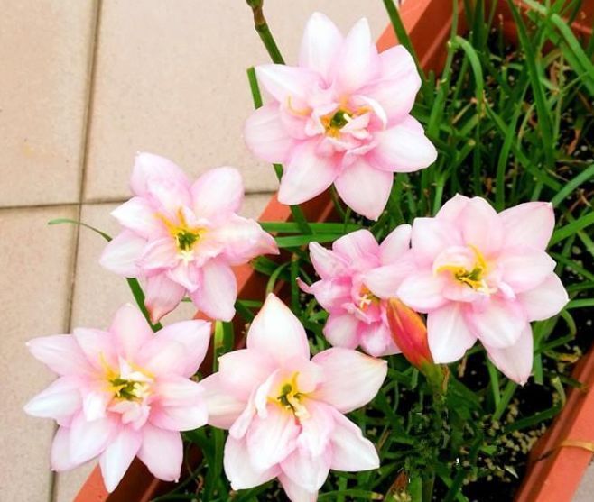 这几款小花,便宜又好养,花开香飘溢满屋,阳台变温馨花园