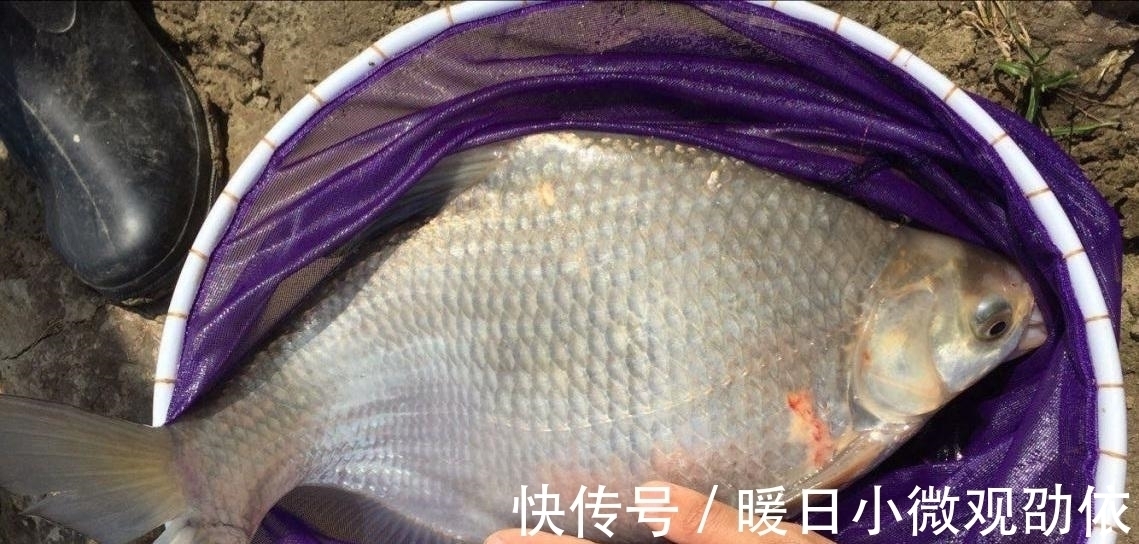 钓了这么多年的鱼,才知道夏天钓鱼要这样钓,怪不得高手总上大鱼