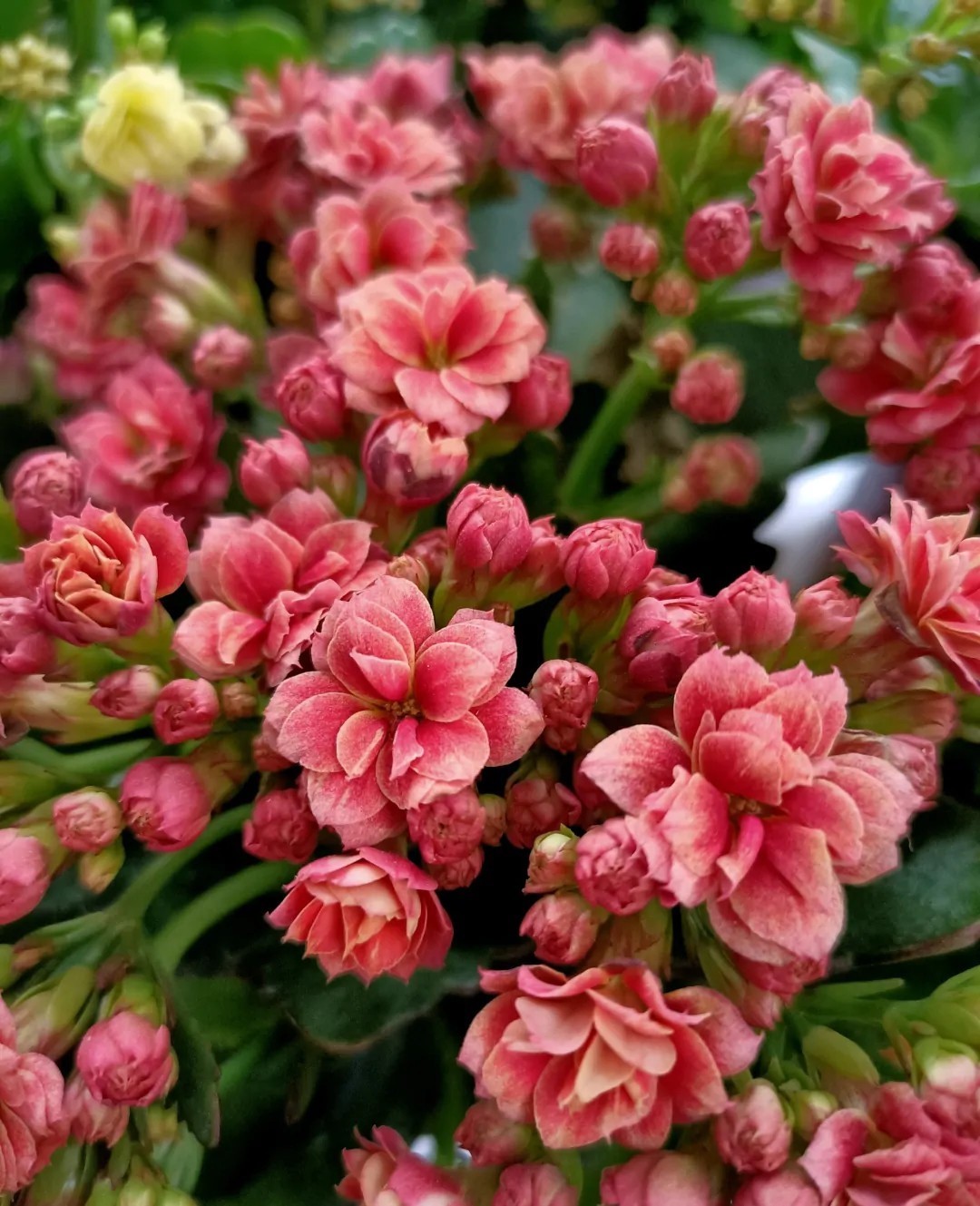 花友们|长寿花“装菜”不打花苞注意这“三点”，花苞呼呼冒花儿满枝头