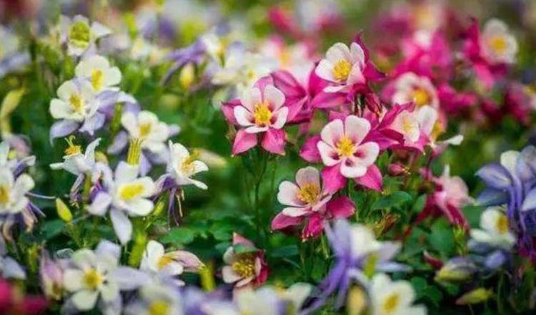 4种高颜值花，就像开花机器，花美还香味扑鼻让人“痴迷”