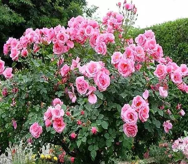 杜鹃花|杜鹃花,栀子花扔了吧养棵“花树”,能开花300天,见土就活